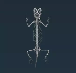 micro-CT image of a lizard made in Aviso 3d