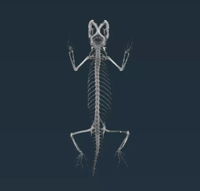 micro-CT image of a lizard made in Aviso 3d