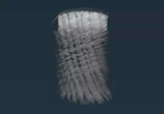 A micro-CT image of a piece of wood processed in Avizo 3d